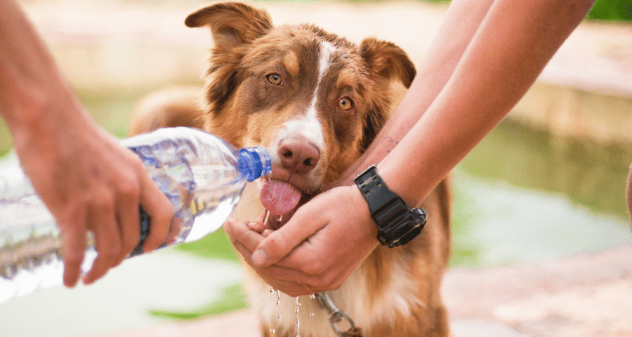 A dog drinking water to stay cool in Suffolk County